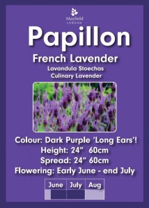 Papillion Planter £12.50